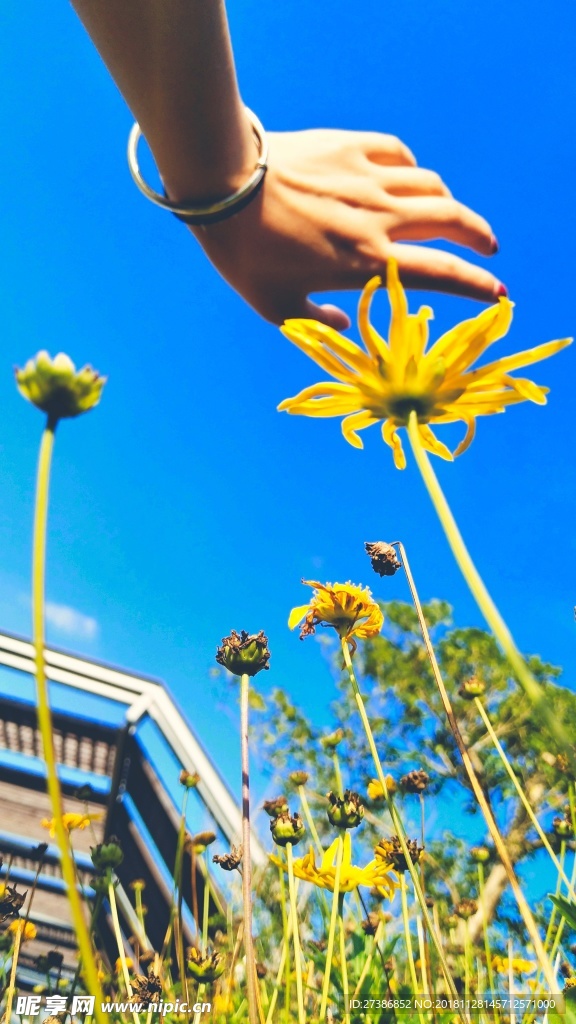 画指