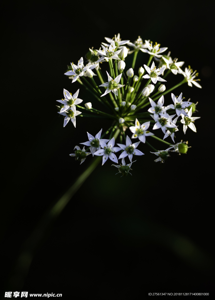 韭菜花开