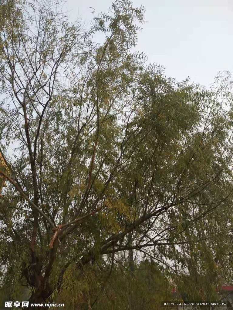 树和光