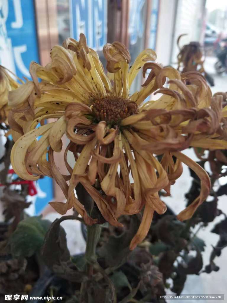 枯菊