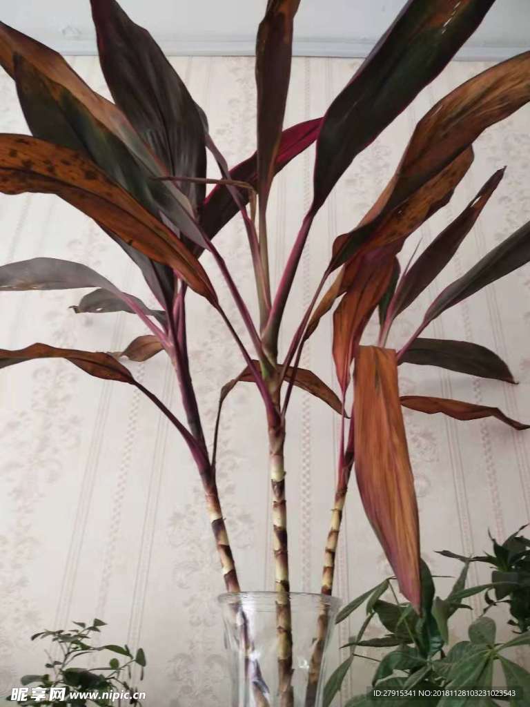 景观树