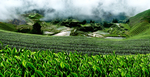 茶山