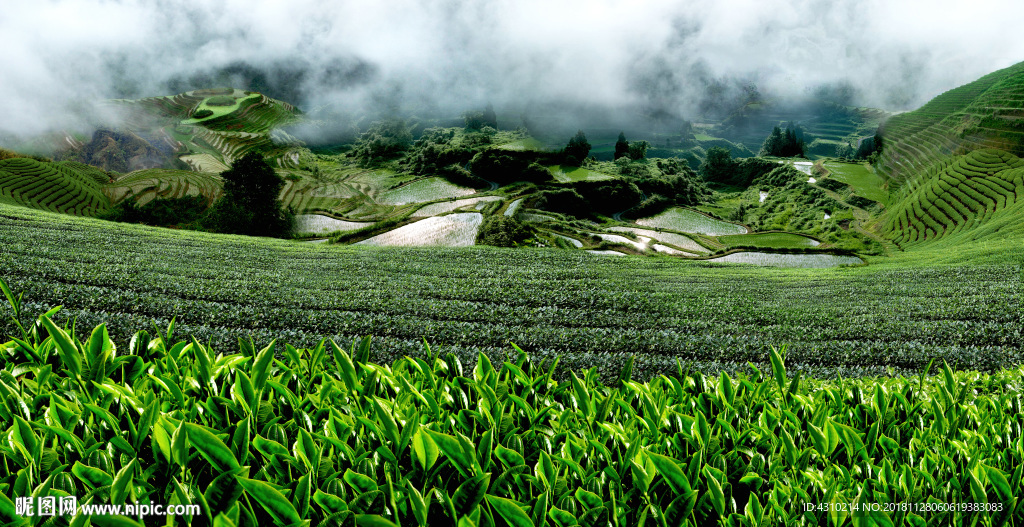 茶山