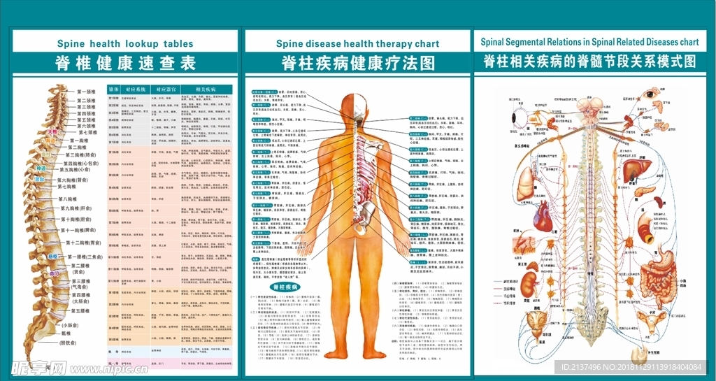 脊柱病理穴位图