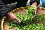 茶叶