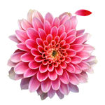 红花 素材