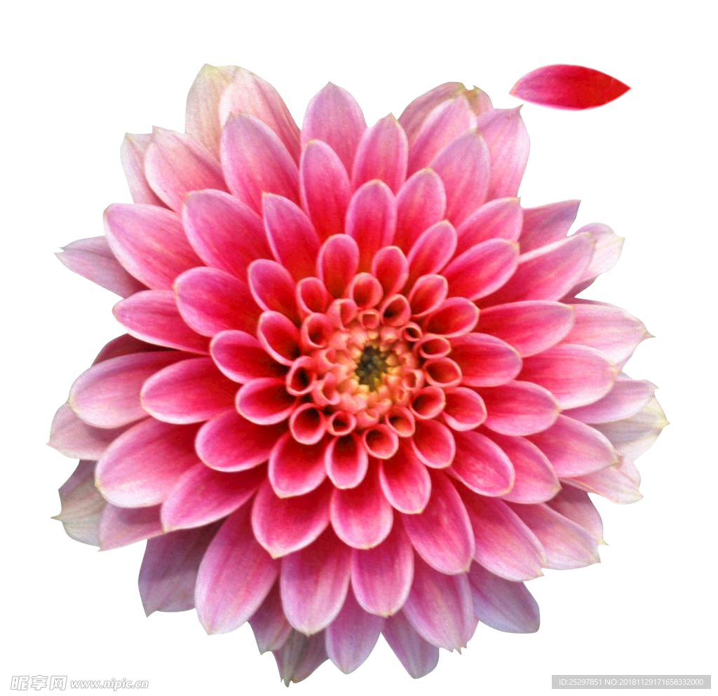 红花 素材