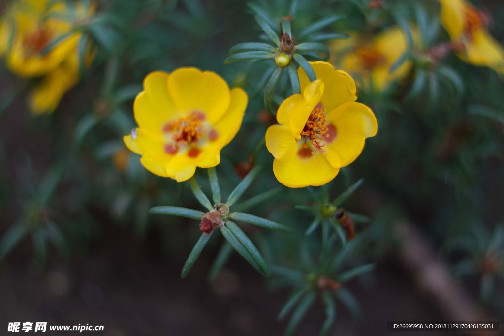 黄花