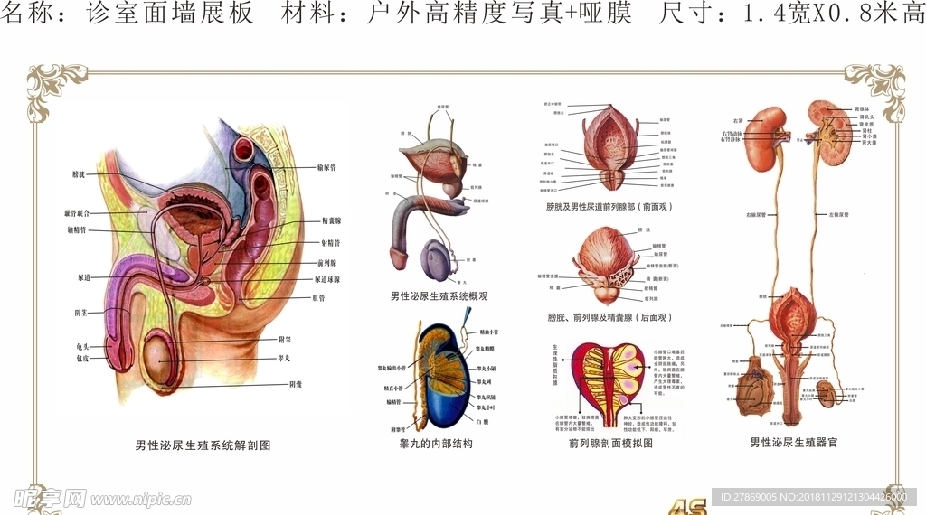 男科医院展板
