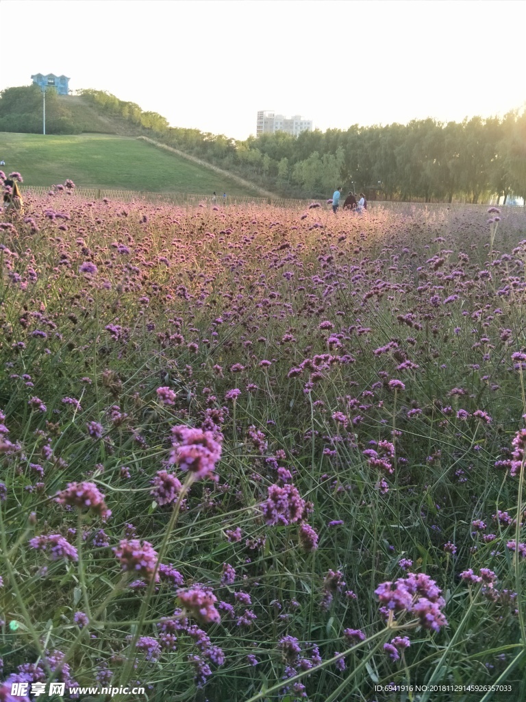 花海