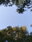树