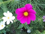 紫花