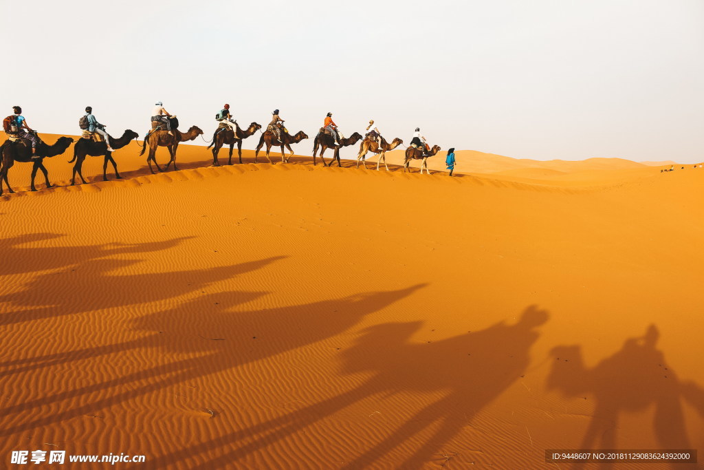 沙漠骆驼队伍摄影图片