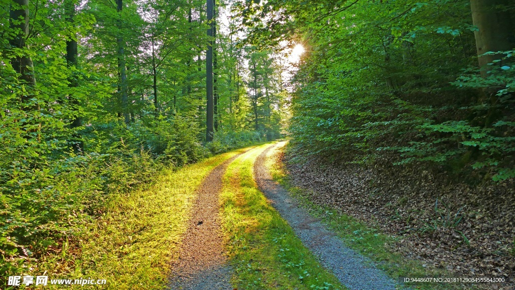 森林蜿蜒山路图片
