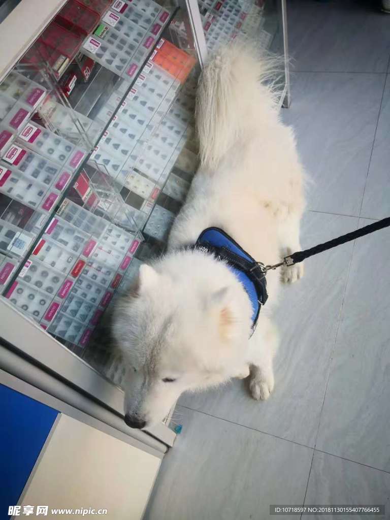 小狗狗