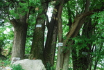 七井山古树群
