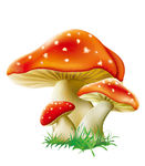 菌