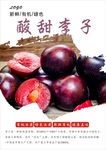李子海报