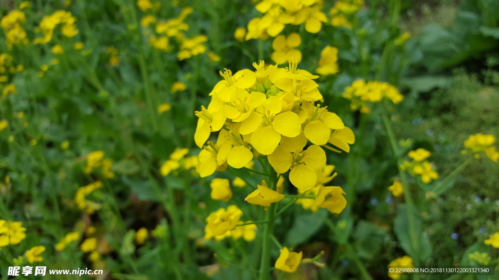 油菜花 花