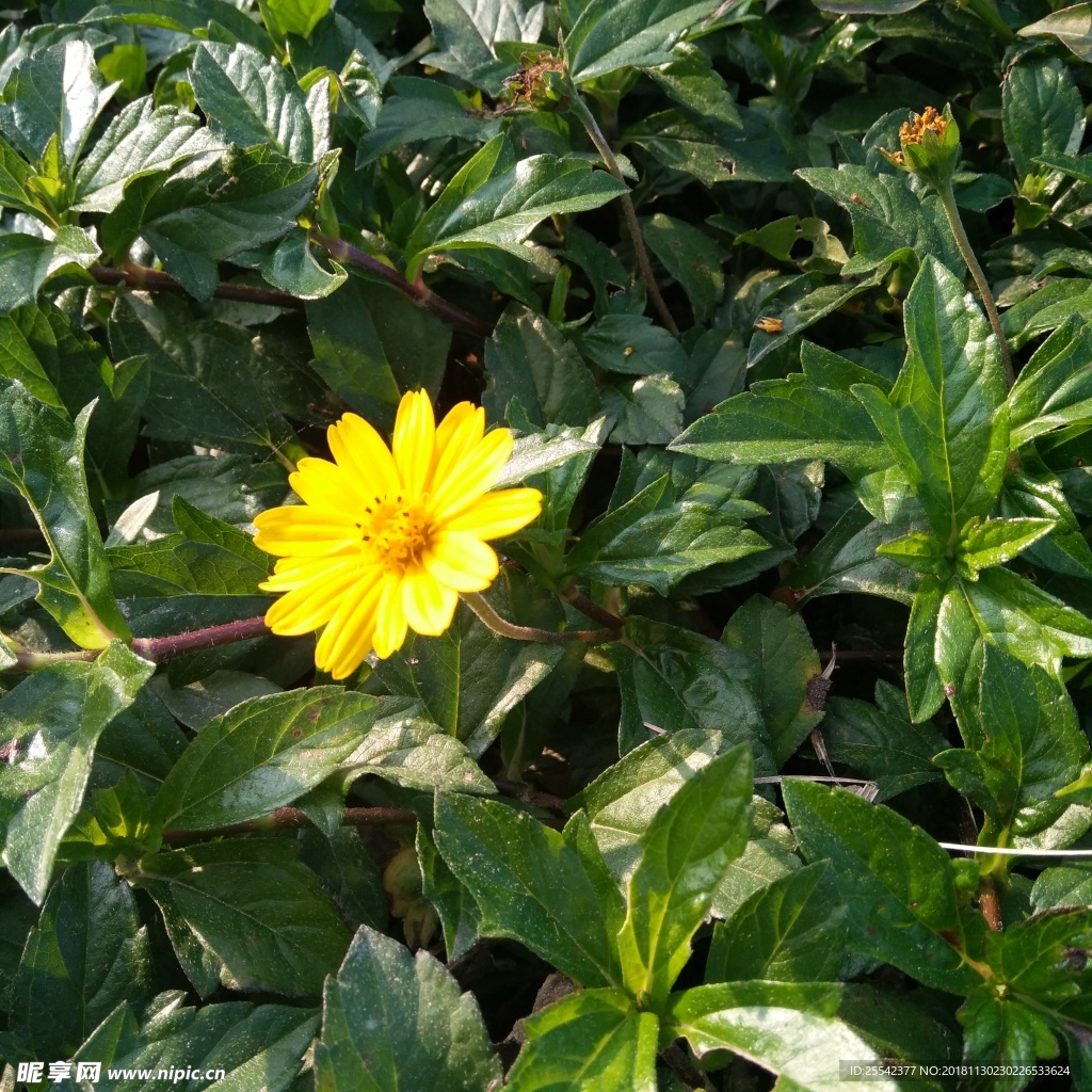 一朵野菊