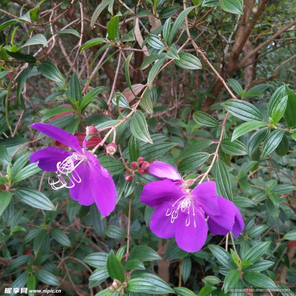 花