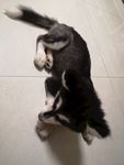 小狗
