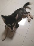 小狗