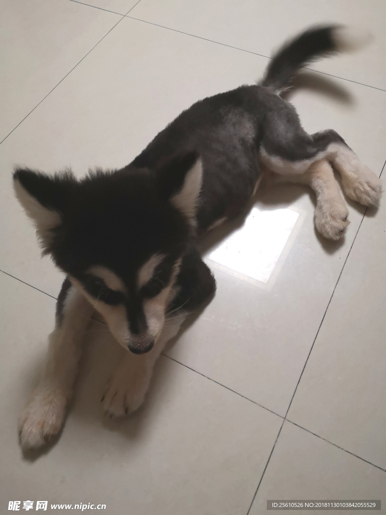 小狗