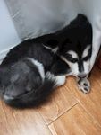 阿拉斯加狗