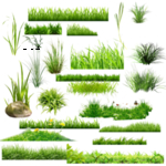 绿色植物