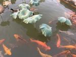 鱼戏莲叶间