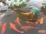 鱼戏莲叶间