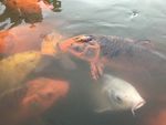 鲤鱼