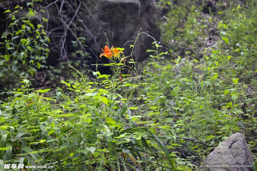 鲜花 绿植 黄色鲜花 红色鲜花