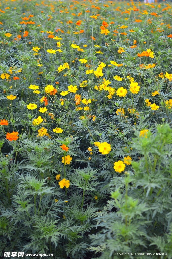 鲜花 绿植 黄色鲜花 红色鲜花