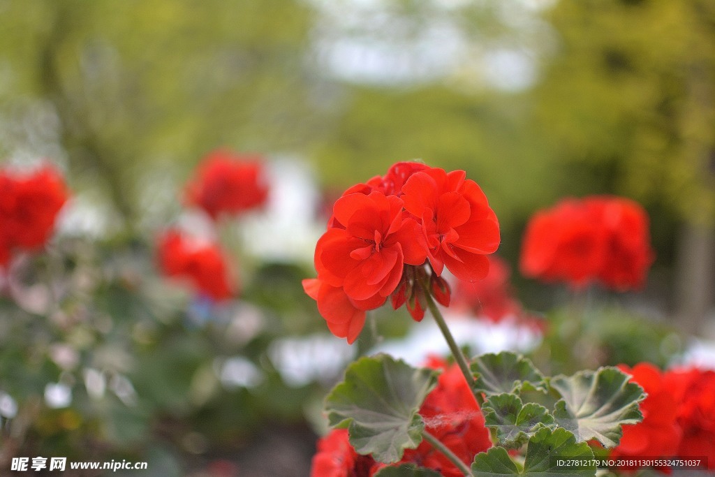 鲜花 绿植 黄色鲜花 红色鲜花