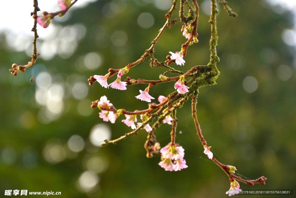 鲜花 绿植 黄色鲜花 红色鲜花