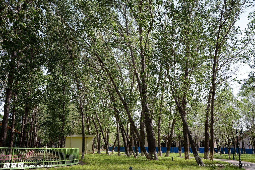 树林 高清图片 自然风景 槐树