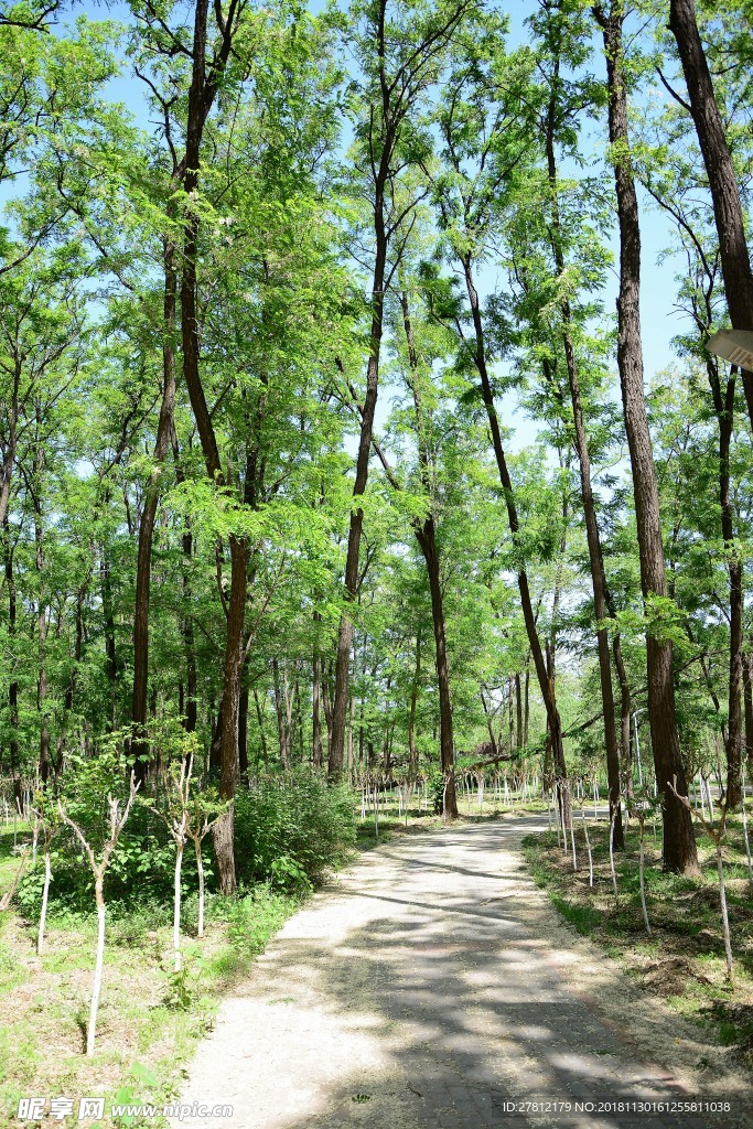 树林 高清图片 自然风景 槐树