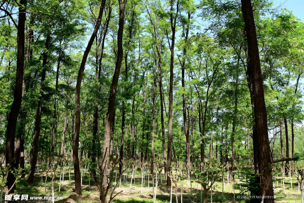 树林 高清图片 自然风景 槐树