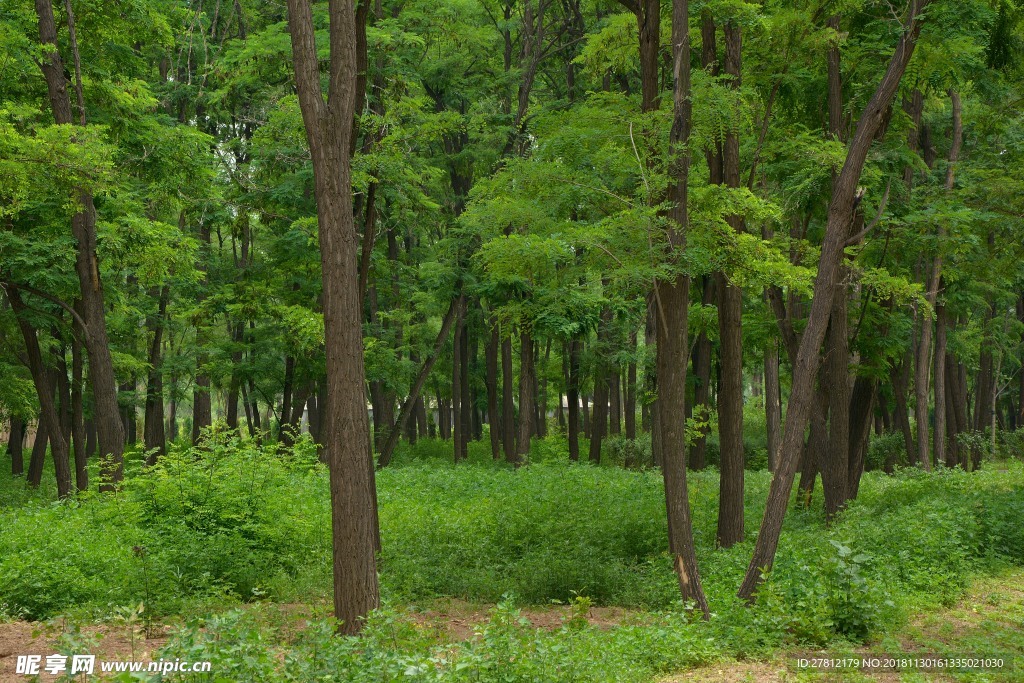 树林 高清图片 自然风景 槐树