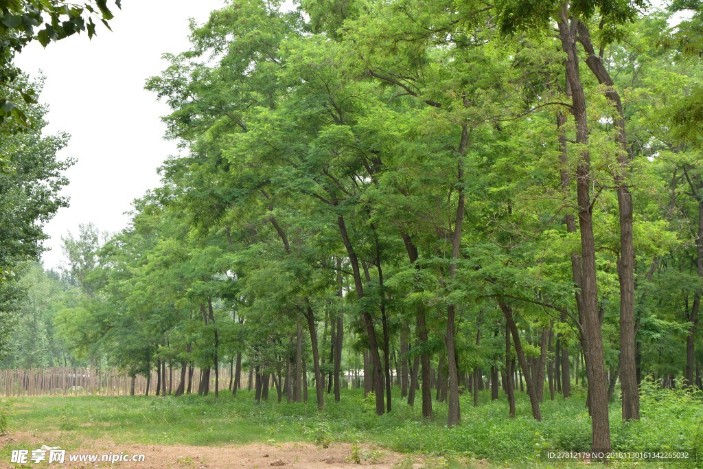 树林 高清图片 自然风景 槐树