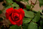 月季花 鲜花 红花 红花绿叶