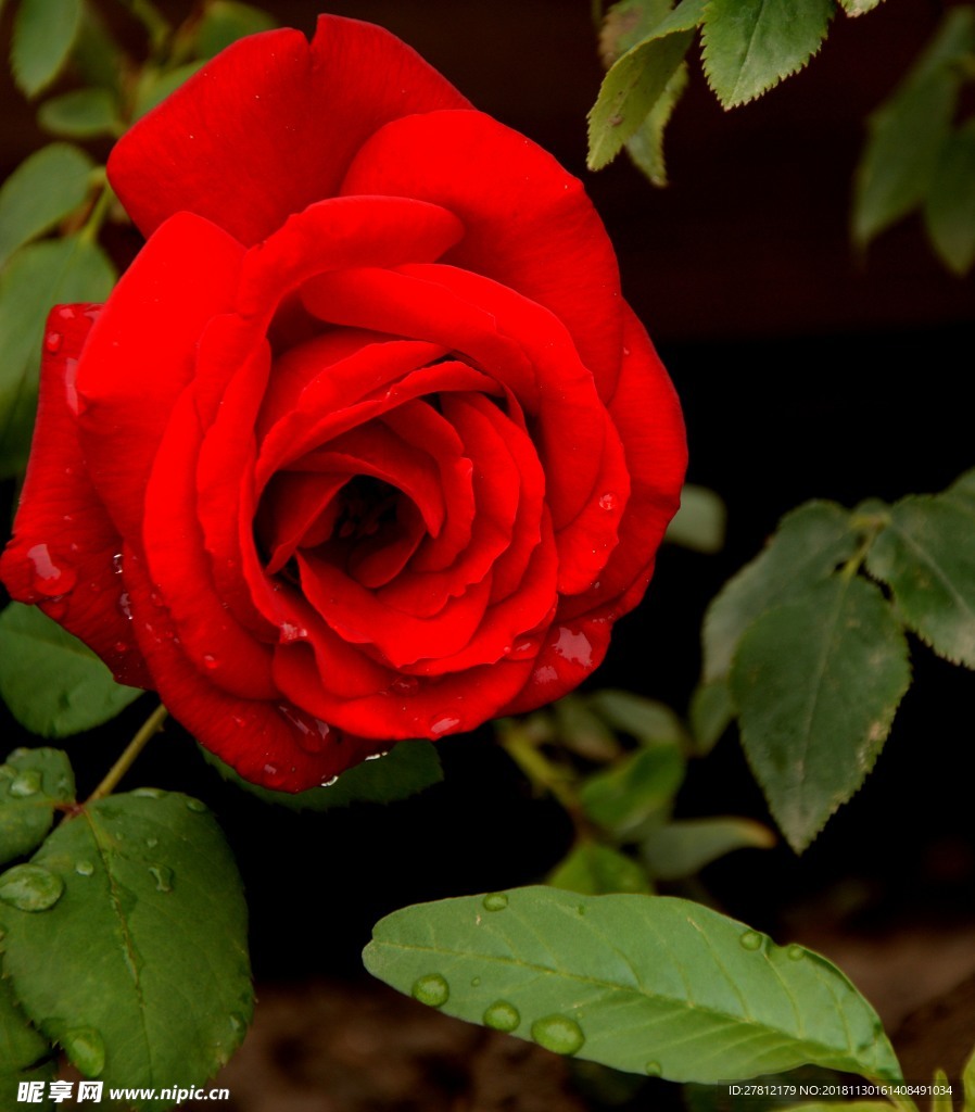 月季花 鲜花 红花 红花绿叶