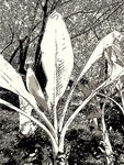摄影素描 芭蕉叶