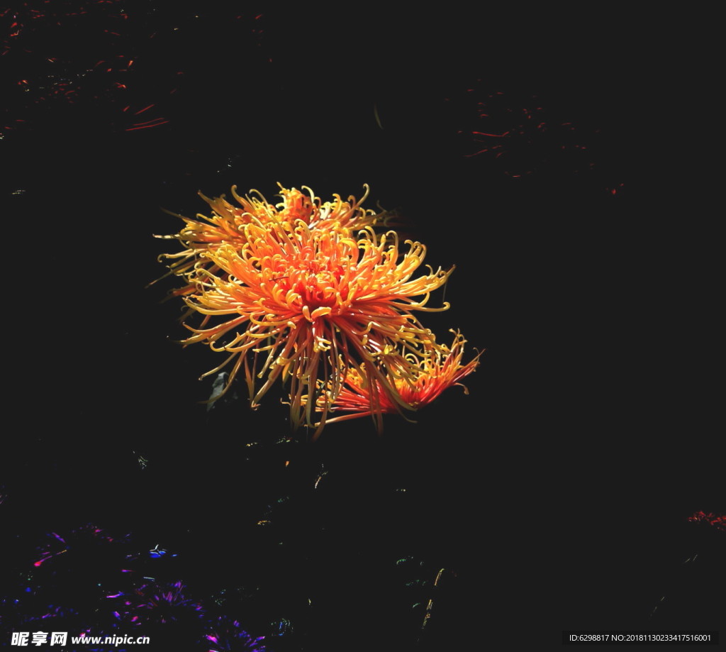 菊花