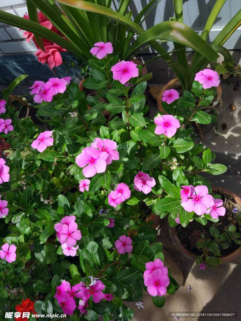 长春花