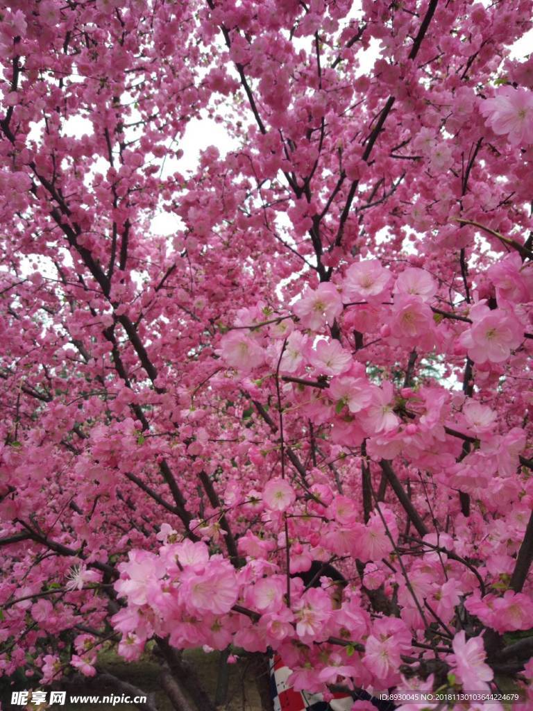 樱花