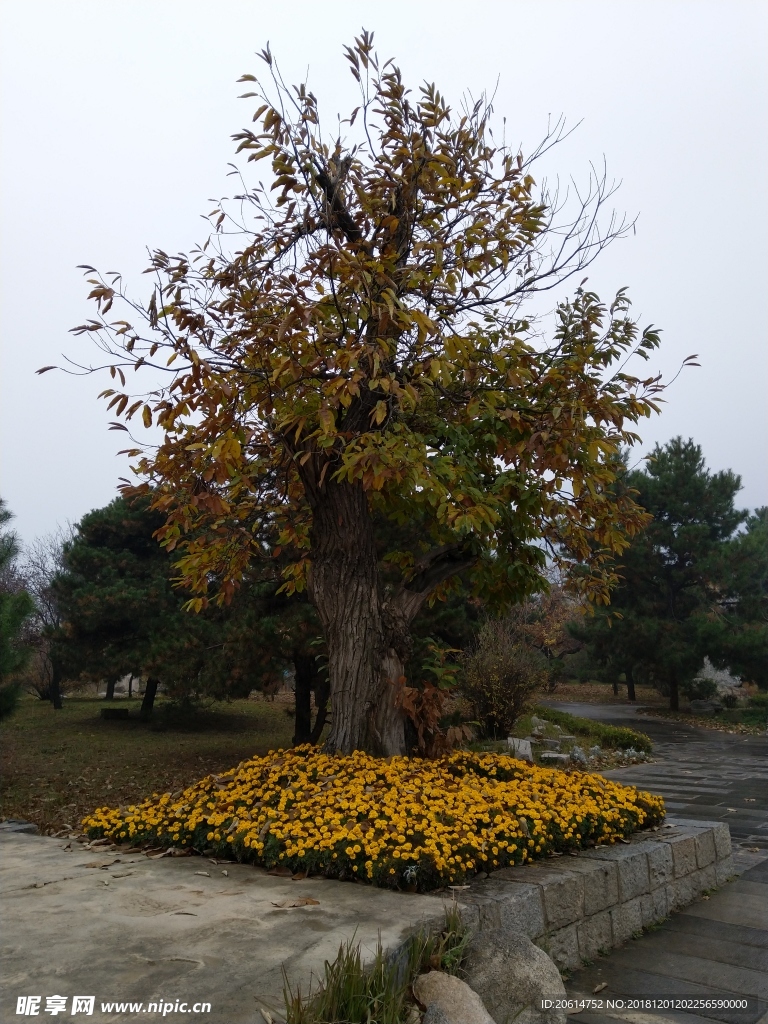 雨天的公园风景