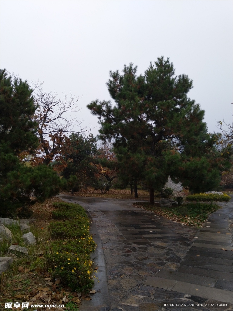 雨天的公园风景